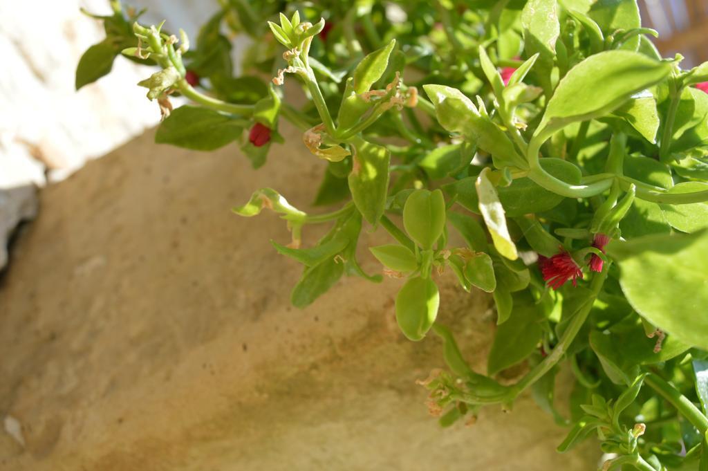 Agriturismo Casa Del Peperoncino Villa Otranto Dış mekan fotoğraf